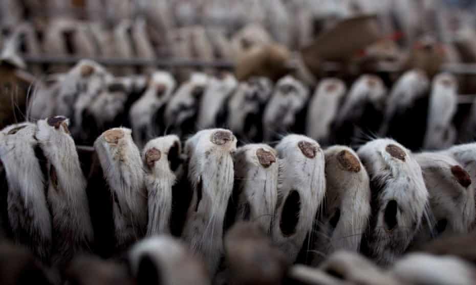 Mink pelts hanging to dry at a mink farm in Harbin, China.