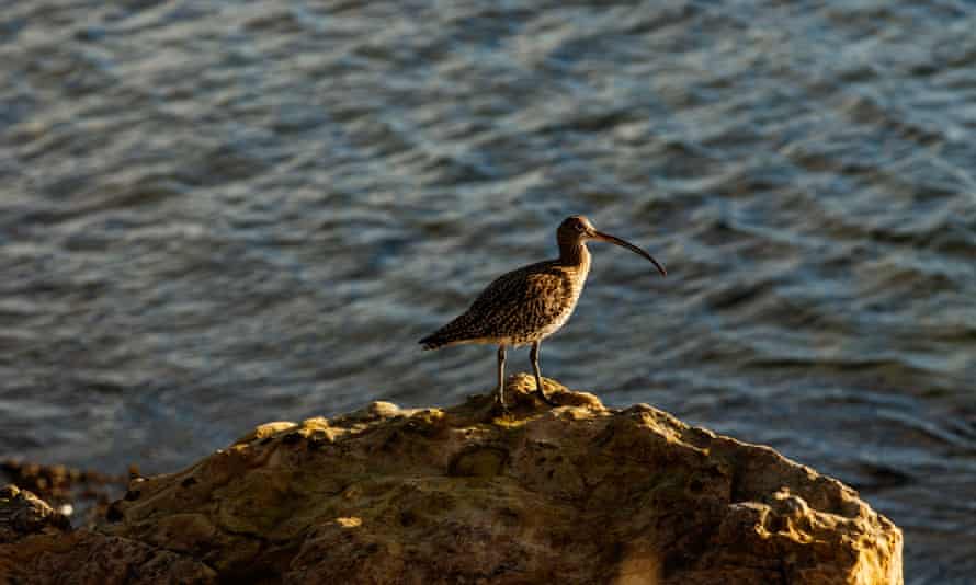 A curlew near St Monans.