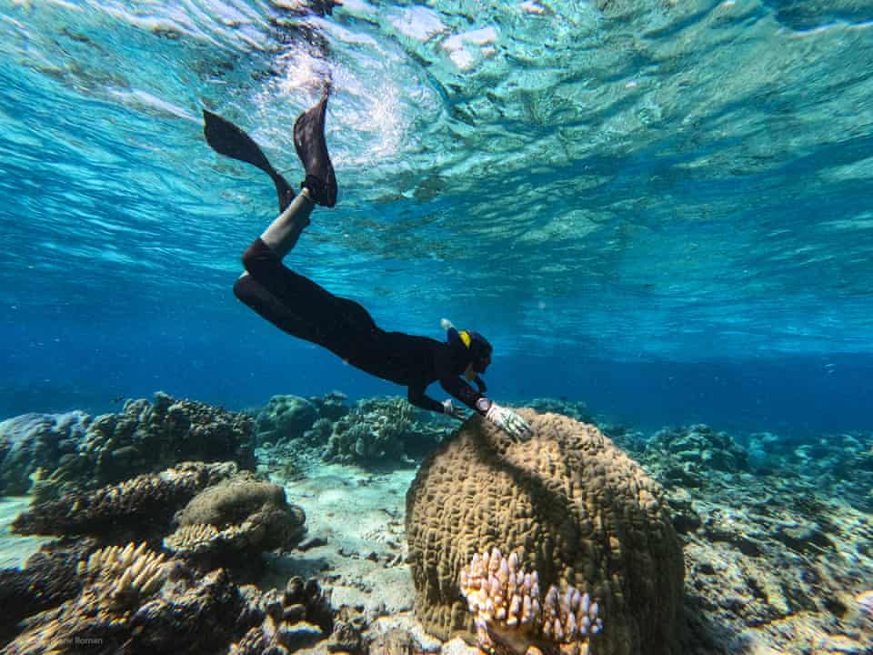 A researcher collects coral spawn on the Great Barrier Reef