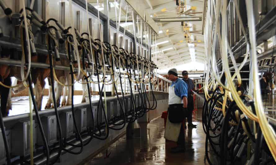 Inside the milking barn at Organic Pastures raw dairy farm in Fresno, California.
