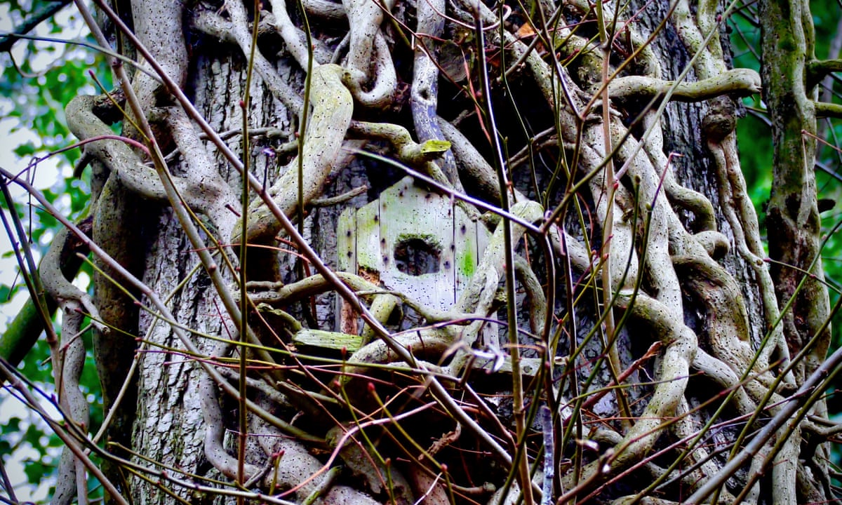 Country diary: The bird box and tree trunk are no longer ...