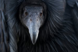 Condor Dolly Portrait Gaze [California Condor], 2014 by Janice Tieken
