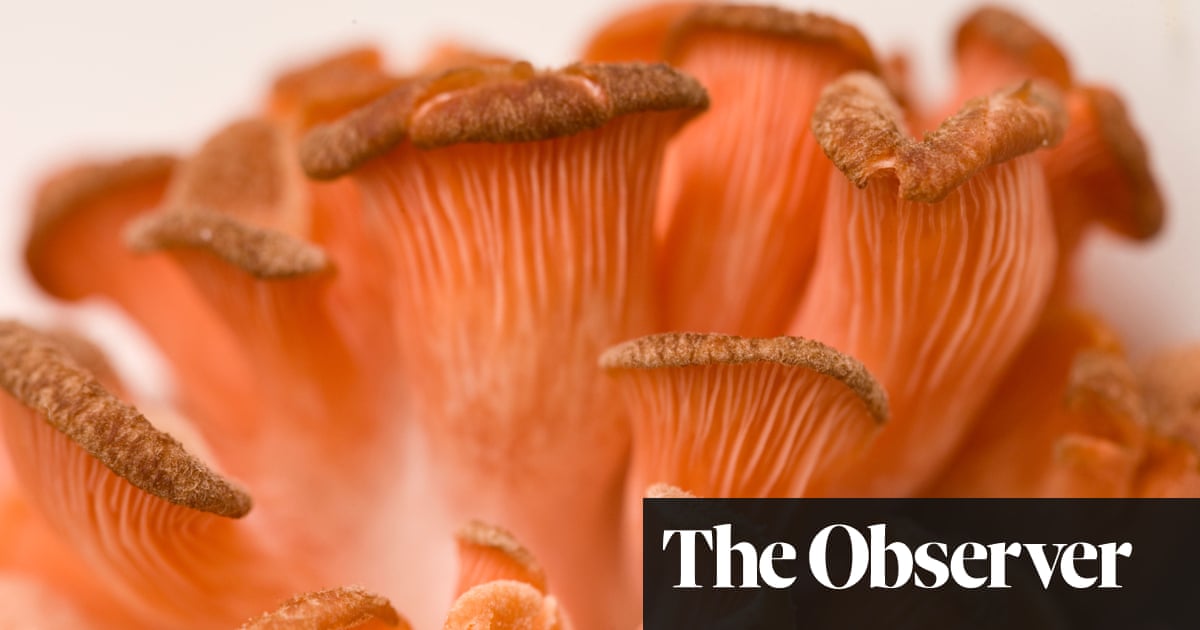 Gardens Mushroom Magic James Wong Life And Style The Guardian