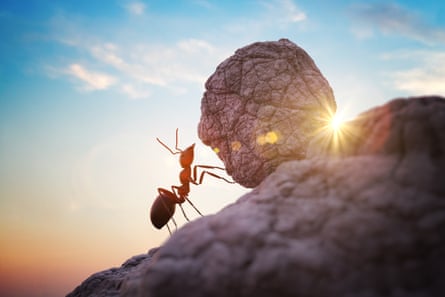 A worker ant pushing a heavy boulder uphill