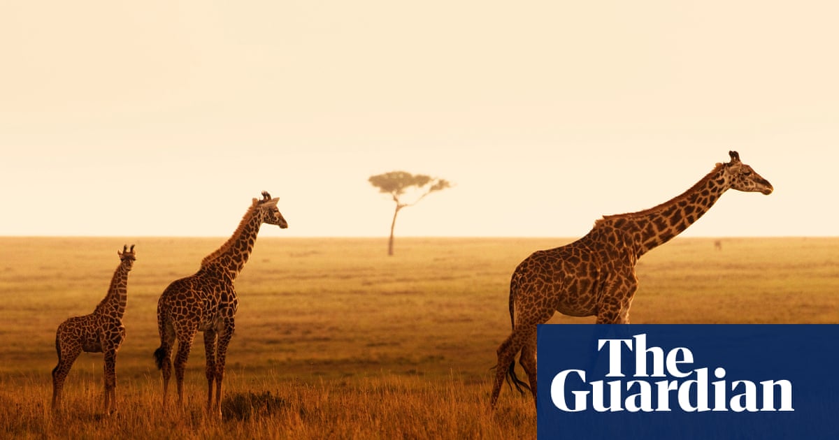 Giraffe grandmothers are high-value family members, say scientists