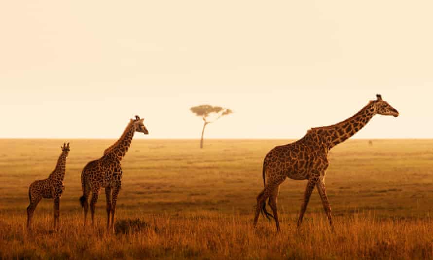 Giraffes on an African plain.