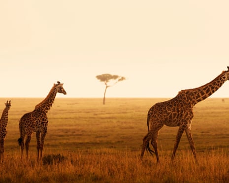 Masai Giraffes, Masai Mara National Reserve, Kenya<br>C875J5 Masai Giraffes, Masai Mara National Reserve, Kenya