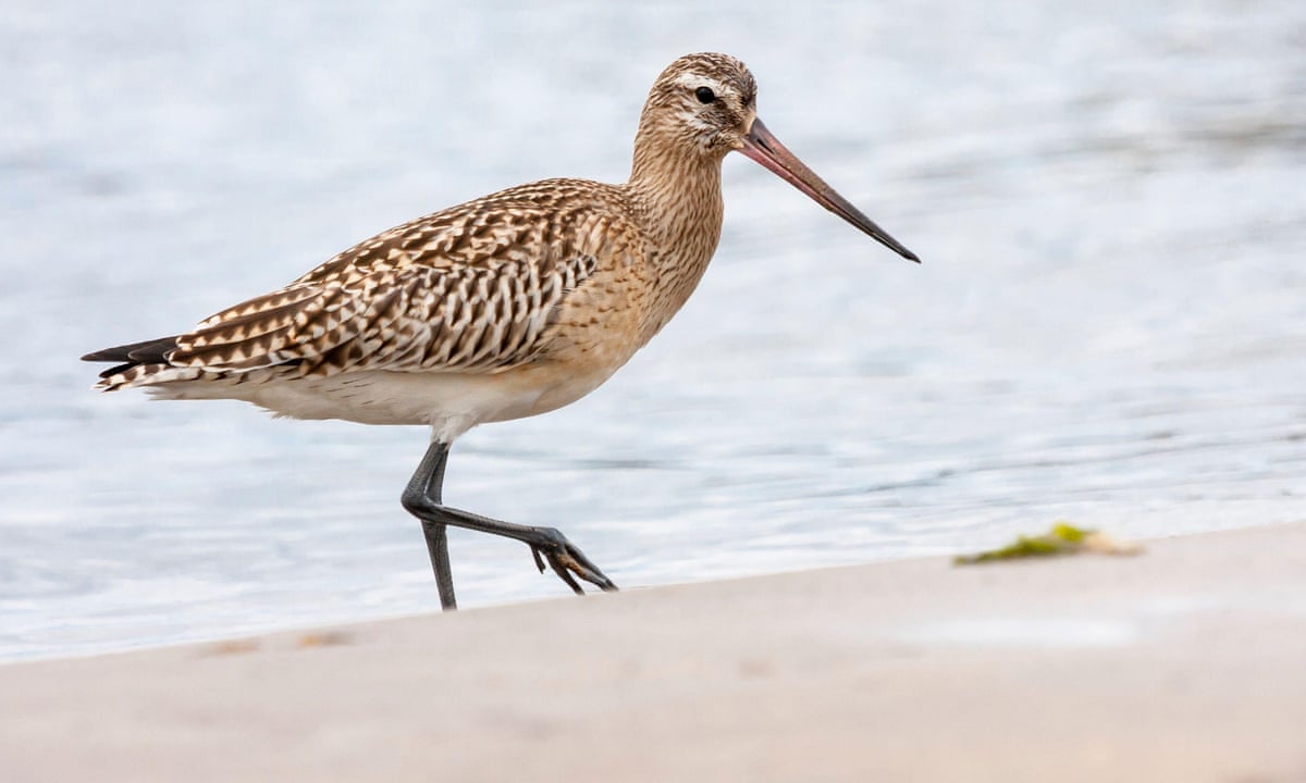 bird