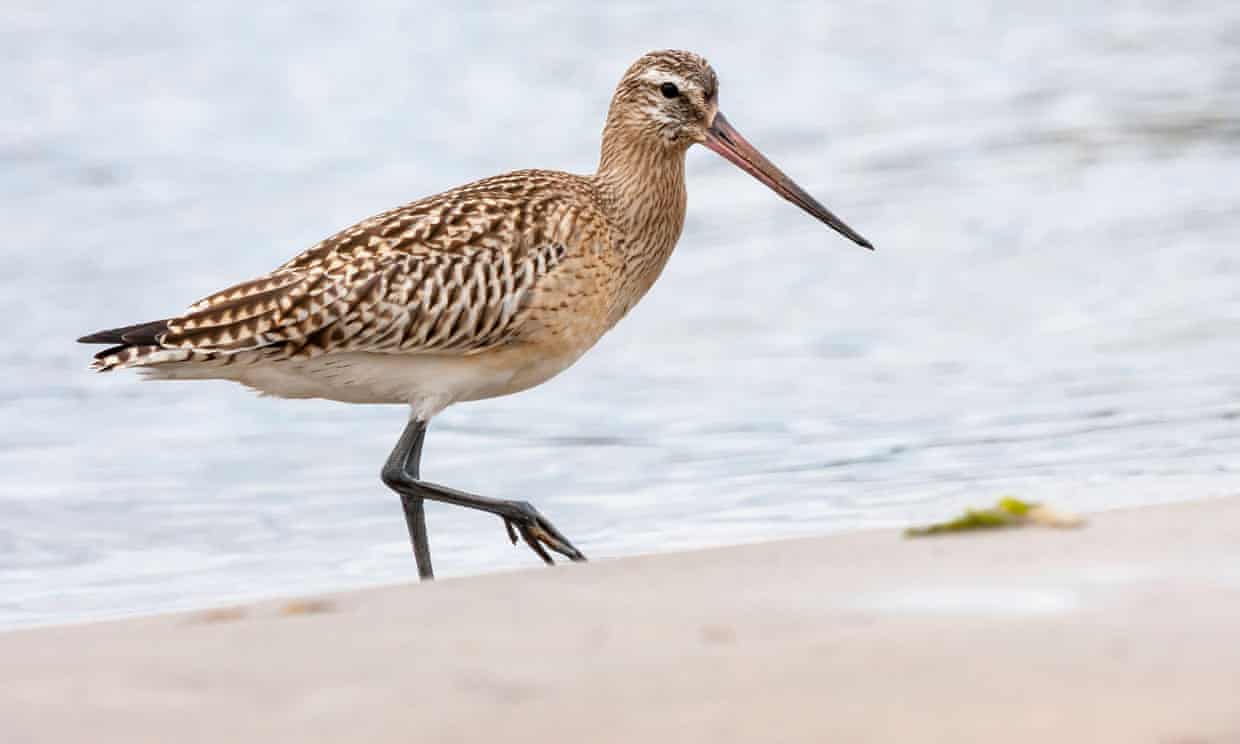 'The Guardian  -  Jet fighter' godwit breaks world record for non-stop bird flight
Bar-tailed godwit flies more than 12,000km from Alaska to New Zealand in 11 days https://www.theguardian.com/environment/2020/oct/13/jet-fighter-godwit-breaks-world-record-for-non-stop-bird-flight