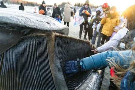 people touch the baleen of a dead fin whale