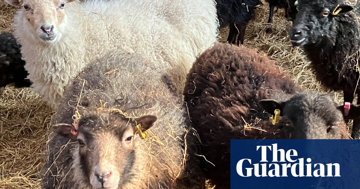 Country diary: Lambing is in full swing on the farm | Farm animals | The Guardian