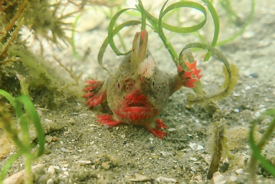 Red handfish