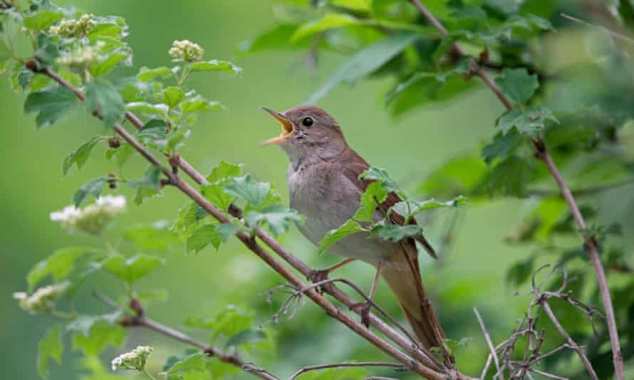 The male nightingale sings to attract a mate. On average, a bird can combine 190 different songs.