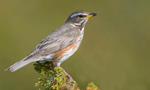 redwing sits on a twig ,