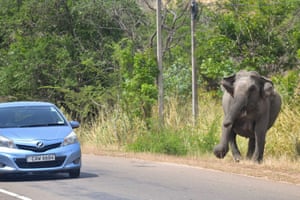 A wild Sri Lankan elephant attempts to charge a car while crossing the Habarana-Trincomalee Road in Habarana, Sri Lanka