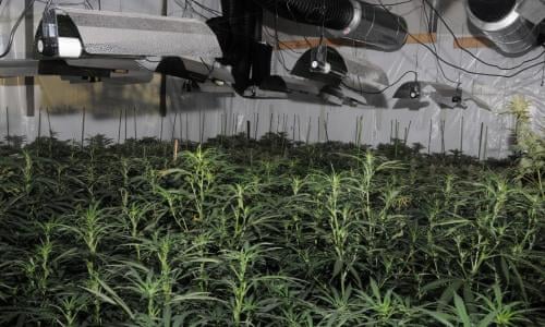 How To Spot If You Have A Cannabis Farm Next Door | Cannabis | The Guardian