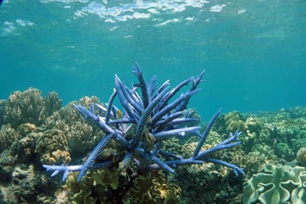 Corals at Lizard Island