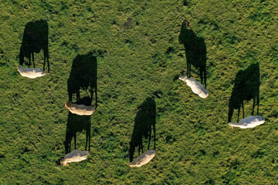 Livestock