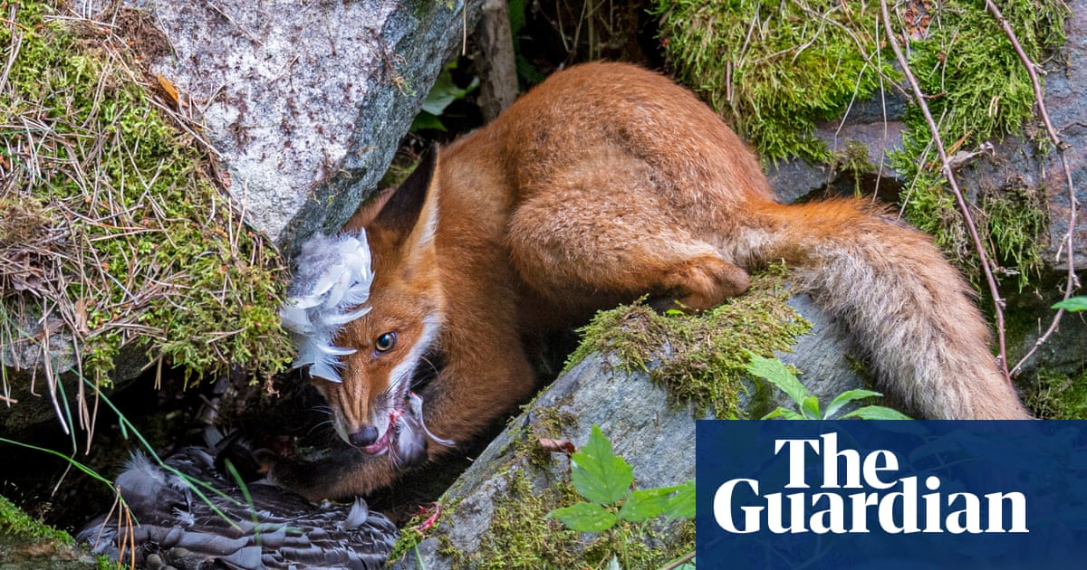 Wildlife photographer of the year 2020 winners – in pictures | Art and