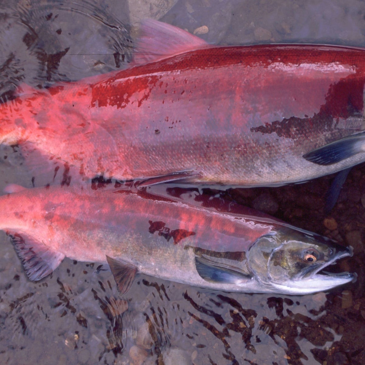 The Mystery Of The Shrinking Fish Alaska S Salmon Are Getting Smaller Alaska The Guardian The Mystery Of The Shrinking Fish Alaska S Salmon Are Getting Smaller Alaska The Guardian