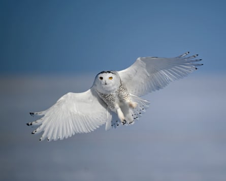 A young male snowy owl in flight against a blue sky
