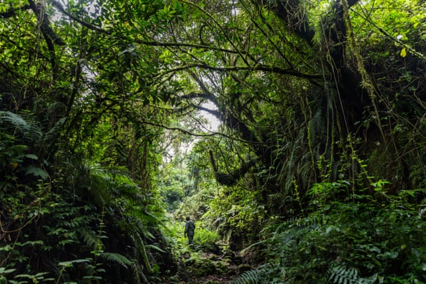 Un retrato de un hombre lejos bajo un espeso dosel de árboles en el Parque Nacional de Virunga