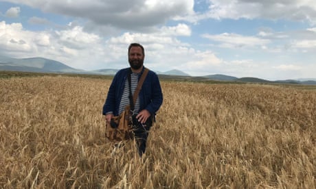 A man stands in a field of brown Kavilca wheat.