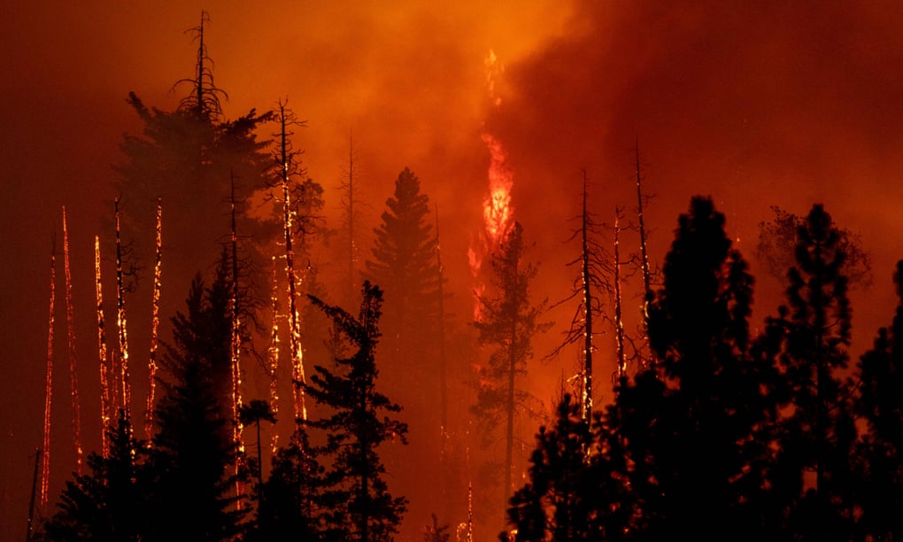 A forest is incinerated by the Oak Fire near Midpines, north-east of Mariposa, California, on Saturday.