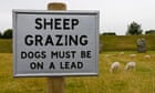 Dog attacks on livestock increased in lockdown, say farmers