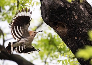 Um hoopoe euro-asiático (Upupa epops) capturado em vôo enquanto alimentava seus filhotes na entrada de seu ninho em um buraco em uma árvore, na província de Gyeonggi, Coréia do Sul