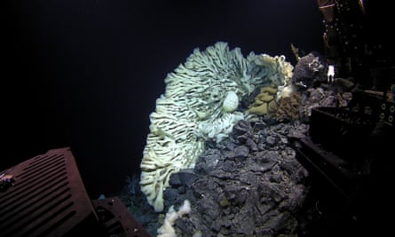 Sponges are similar to coral reefs in that they provide critical habitat for other sea life.