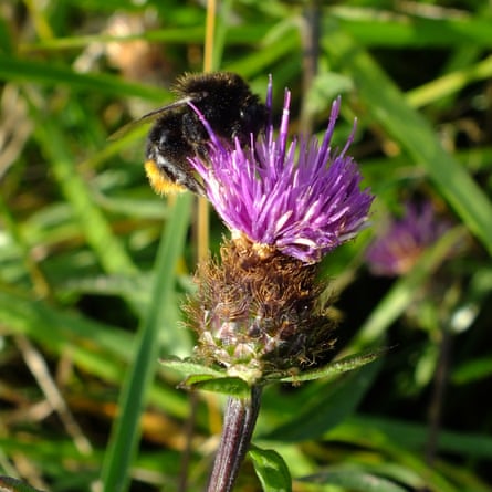 A red-tailed bumblebee on common knapweed.