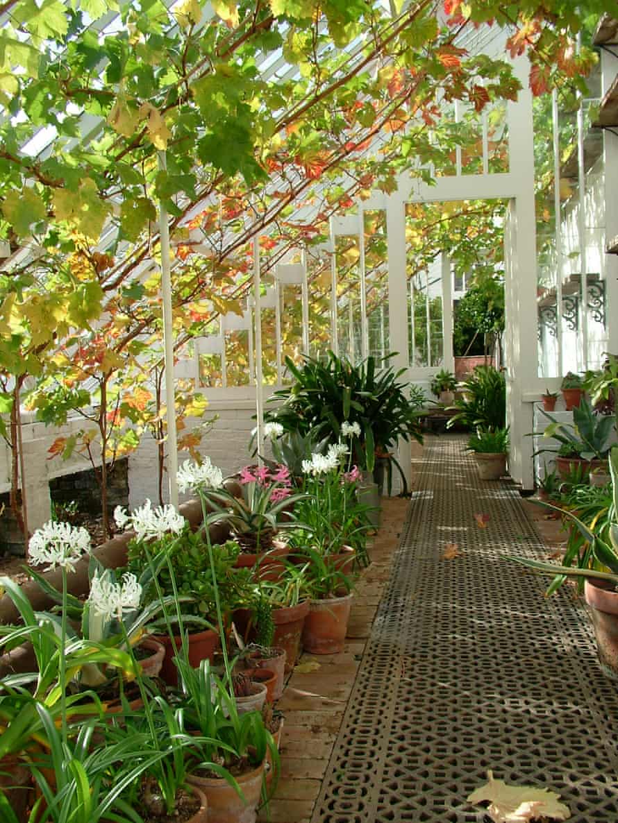 The huge vinery inside a greenhouse