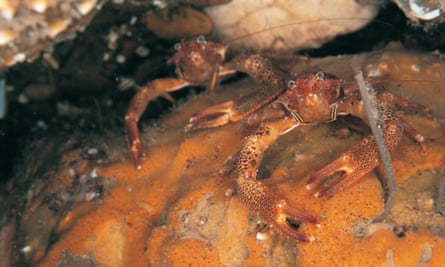 Squat lobsters, off Sheringham, Norfolk