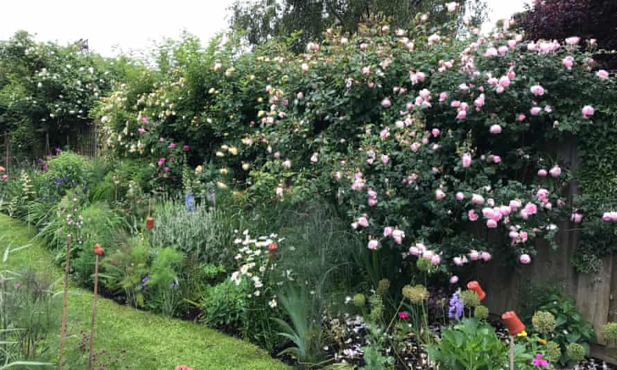 our garden in Cambridge in 2018/19.
