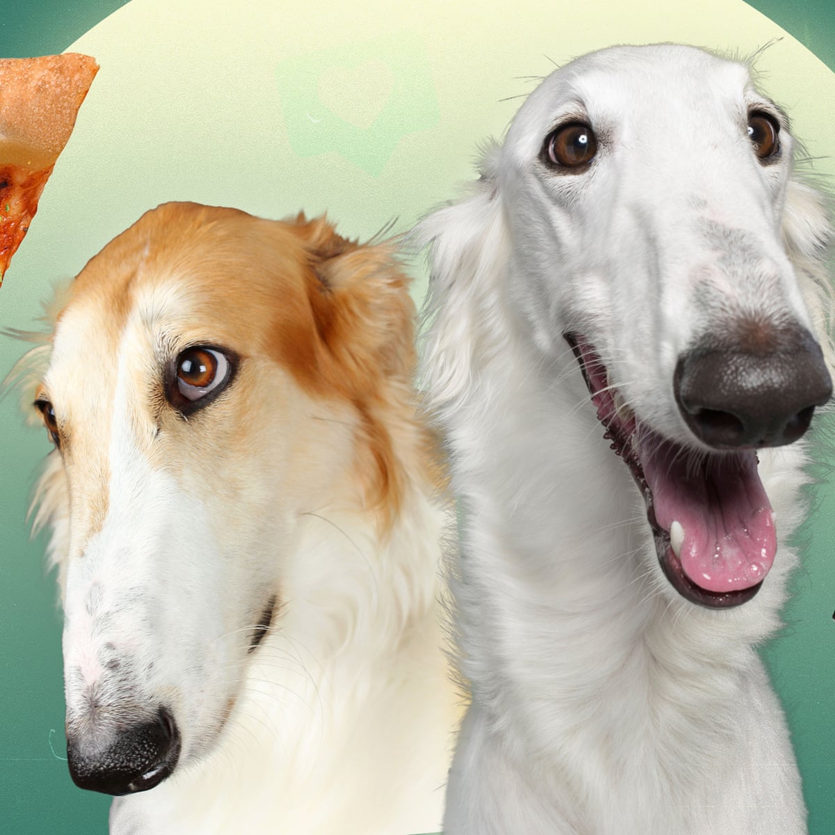Why Is Tiktok Obsessed With Dogs That Look Like Pizza Slices And Why Is That Making Me Sad Tiktok The Guardian Why Is Tiktok Obsessed With Dogs That Look Like Pizza Slices And Why Is That Making Me Sad Tiktok The Guardian