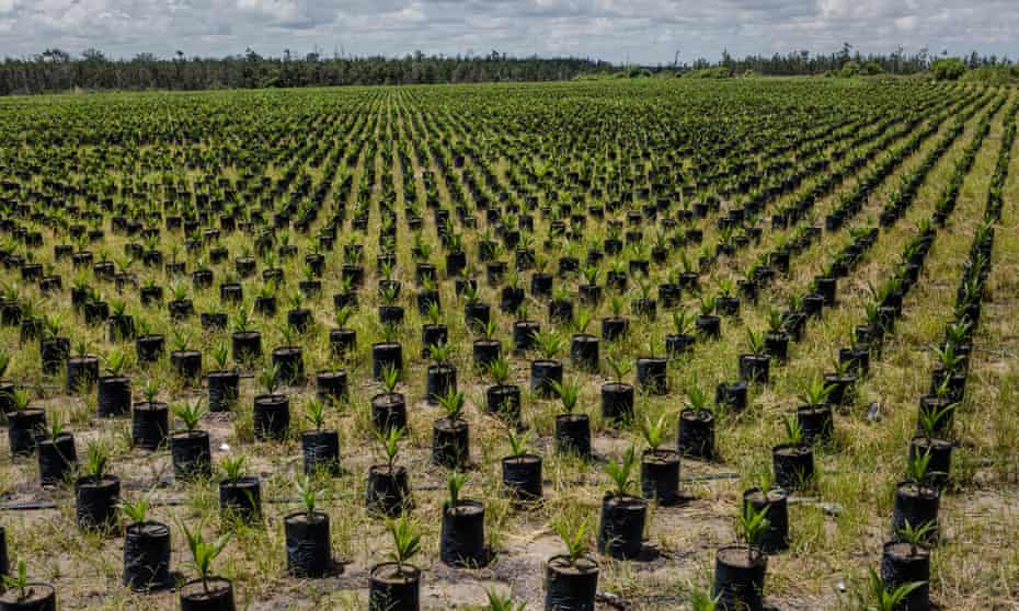 Seedlings in a nursery within an IOI oil palm concession in Ketapang, West Kalimantan