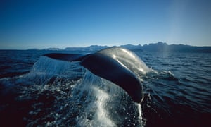 A blue whale (Balaenoptera musculus) lifts its fluke for a deep dive in the Sea of ​​Cortez, Baja California, off the coast of Mexico.  Credit: Tui De Roy / Minden Pictures / Getty Creative