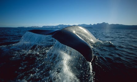 Blue whale in the Sea of Cortez, Mexico.