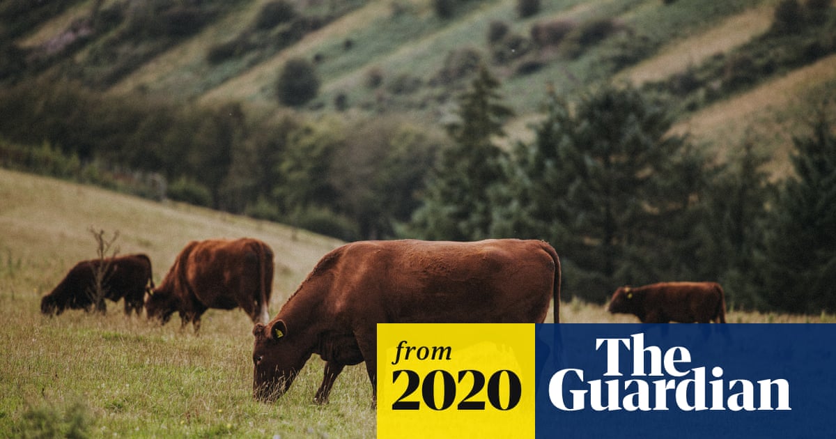 Organic meat production just as bad for climate, study finds