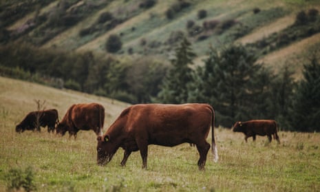 Organic cattle from Pipers farm on Exmoor, south-west England.