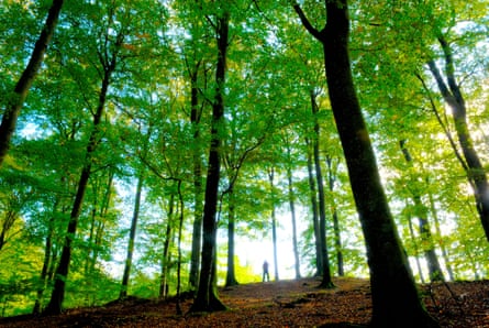 A man’s silhouette among many tall trees at the top of a hill.