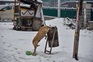 Um cachorro explora uma lata de lixo após uma nevasca em Srinagar, na Índia