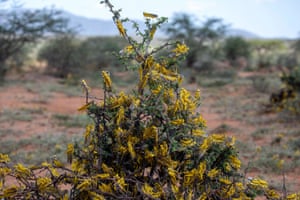 Desert locusts on a tree in Lekiji, Samburu East,