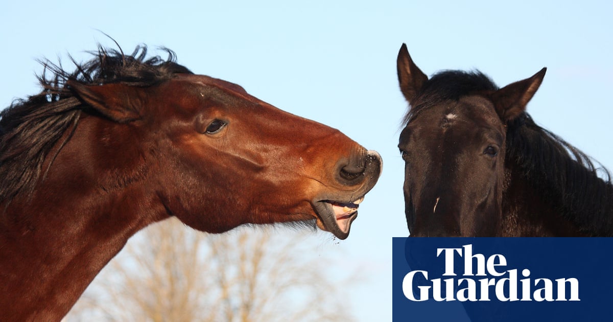 More than a long face: horses use rich repertoire' of expressions to interact