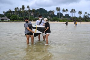 Conservationists carrying a box containing bamboo sharks from the Marine Discovery Centre at SAii Phi Phi Island Village Resort on Thailand’s Phi Phi Don island off the Andaman coast before they are released into the sea