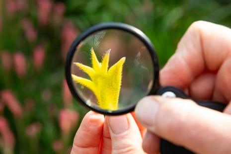 Closeup of a yellow flower seen through a loupe