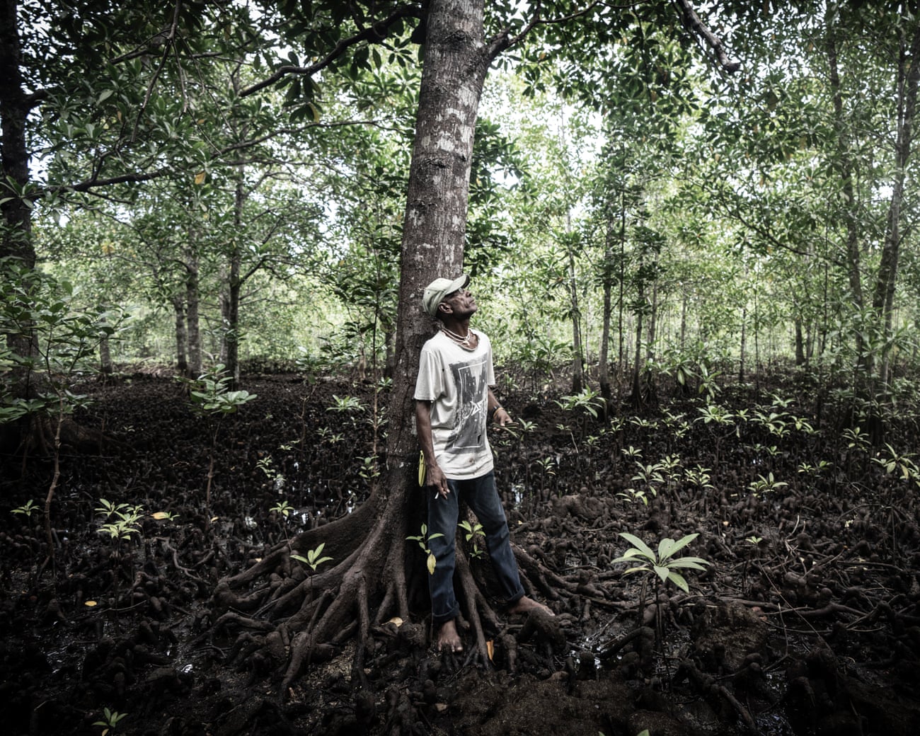 Image source - https://www.theguardian.com/world/2025/jul/15/climate-change-mangroves-solomon-islands