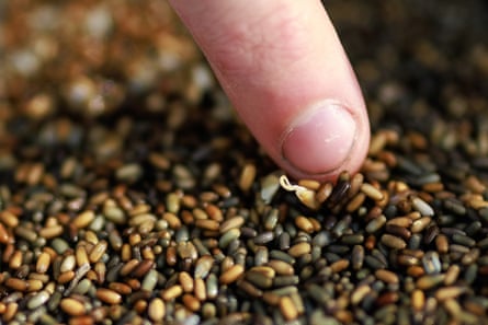 A sprouting seed in a tub filled with common eelgrass seeds, which is being prepared for planting.