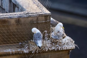 A family of kittiwakes nesting on a building ledge in Newcastle city centre. Spikes and netting are often used to deter the birds.